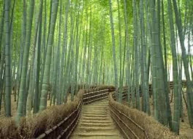 Arashiyama โ foresta di bambรน